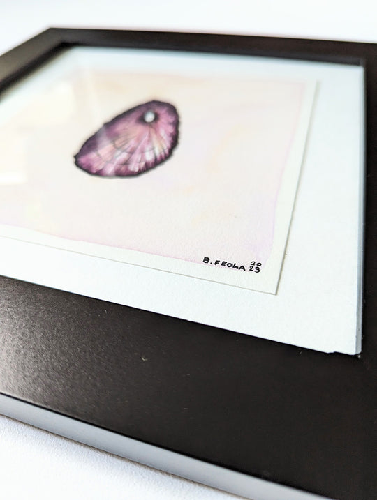 She Sells Seashells Set - Dusky Tegula & Keyhole Limpet Set - Original Paintings by Briana Feola